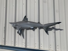 45″ Blacktip Shark Half Mount Shark Replica – Quick production