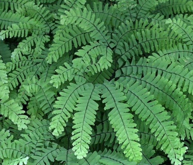 10 Mature Northern Maidenhair Fern ( Adiantum pedatum) Root Systems Woodland