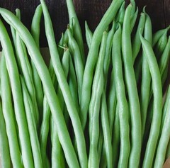 Organic Blue Lake 274 Bush Green Bean Seeds, Heirloom/Non-GMO, Flesh 2026 🇺🇸