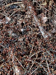 Live Ladybugs for Garden (3 X 1500) – Good Bugs – Guaranteed Live Delivery!