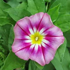 Rose Ensign Dwarf Morning Glory Seeds | Heirloom / Non-GMO | Free Shipping 1184