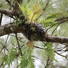 Lecanopteris sp. Ant Fern Established Plant Exact Plant