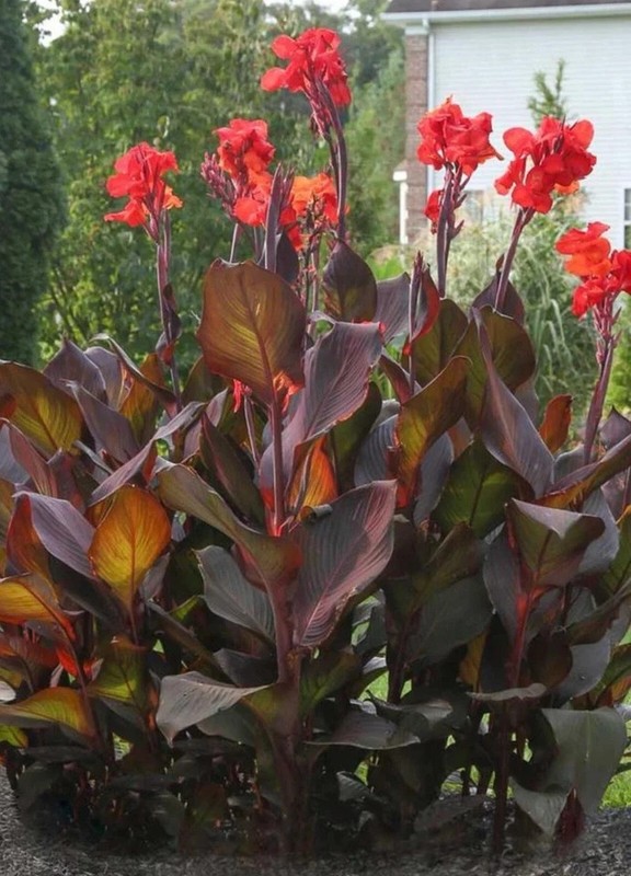 6 - KING HUMBERT Canna Lily Rhizomes bulbs purple/green Leaf, red/orange flowers gallery