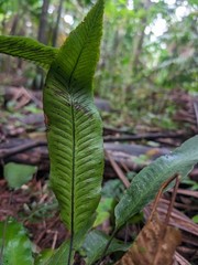 x2 LIVE Bare : Diplazium Ferns 10″ long each, exotic rare fern SHADE