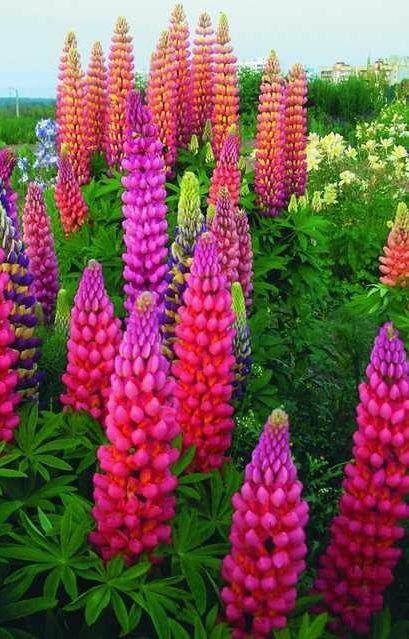 25 Pink Purple Orange Lupine Seeds Flower Perennial Flowers Seed 377 US SELLER gallery