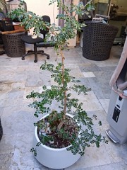 Live Elephant bush