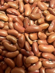 Red Kidney Beans Seed Grains Phaseolus Vulgaris Drought-Tolerant FREE S/H!