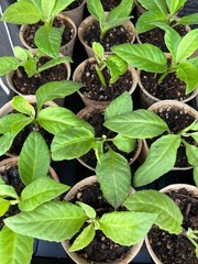 8 Longevity Spinach Cuttings, Gynura Procumbens. At Least 5 inches Each