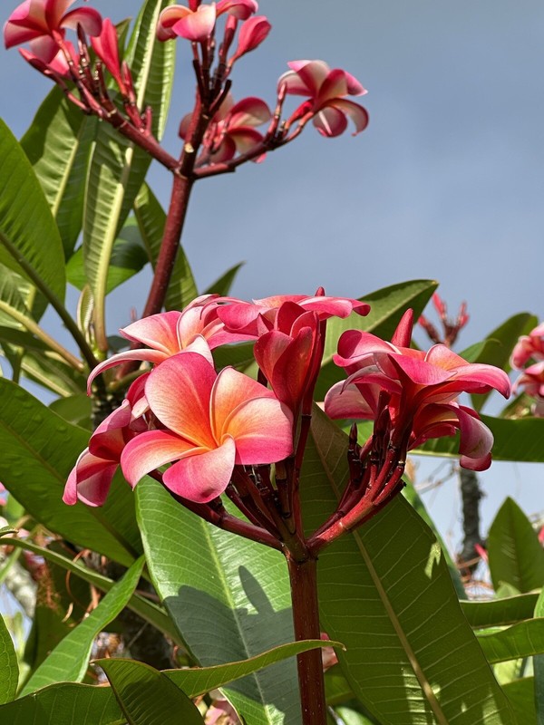 Pink Plumeria Fresh Starter Cutting Single Head 10inch Unrooted x25