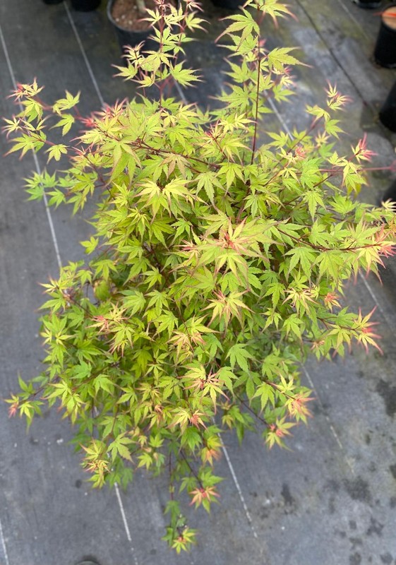 Acer palmatum ‘Kuro hime’ (Kuro hime Japanese Maple) Large!