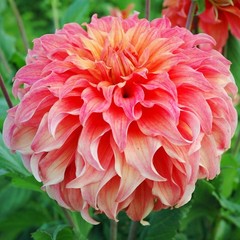 Dahlia Wyn’s Moonlight Sonata 3 Tuber Clumps – Summer to Fall Coral Pink Blooms