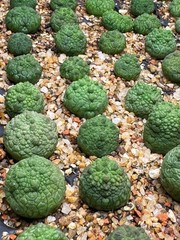 Pseudolithops eylensis Seedling Rare Succulent Live Plant 1” Seed Grown USA