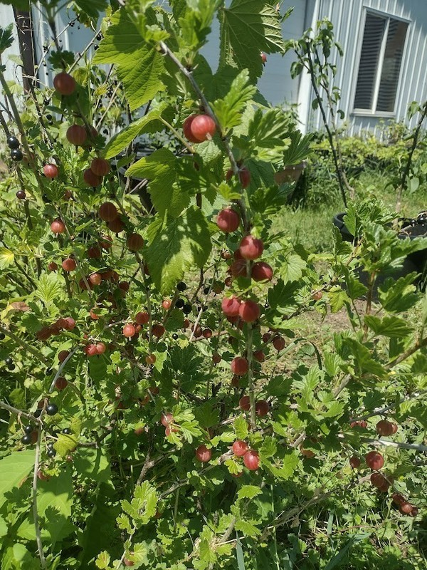 1 Hinnomaki Red gooseberry live rooted starter plant, edible Shrub zones 3-7. gallery