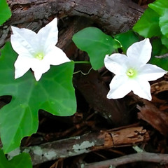 Fresh Ivy Gourd 10 Seeds | Pak Tum Lung | Heirloom Non-GMO | Asian Vegetable
