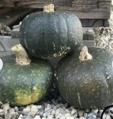 Squash Seeds Butter Bell Hybrid 50 Seeds F1 Hybrid Winter Squash