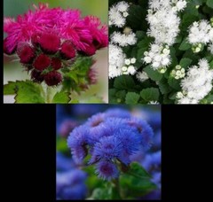 Ageratum Mix RED WHITE & BLUE Flowers USA Patriotic July 4th Non-GMO 500 Seeds!
