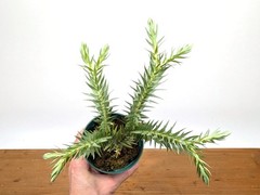 Huperzia Goebelii – Blue Tassel Clubmoss – 4 inch pot