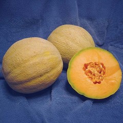 50 Heirloom Minnesota Midget Melon Seeds – Super Sweet – Super Fast Growing!
