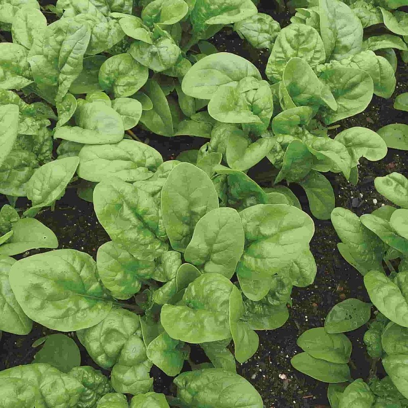 Bloomsdale Long Standing Spinach Seeds, NON-GMO, Variety Sizes, FREE SHIPPING