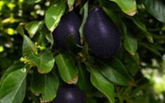 Very Rare Mexicola Grande Avocado- 2 seeds, fresh, easy to grow-Cold-Hardy