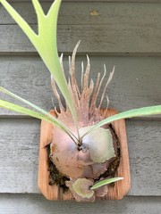 Platycerium staghorn fern P. veitchii ‘Auburn River’