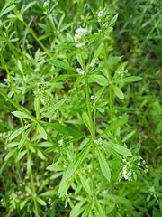 50 Organic Cleavers Seeds (Sticky willy/ Goosegrass)Seeds.US grown.