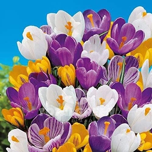 Large Crocus Mix Fall Flower Planting 20 Bulbs