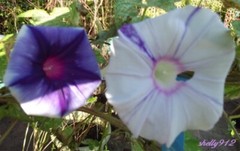 Purple Blizzard Japanese Morning Glory Seeds – ipomoea NIL – 6 seeds