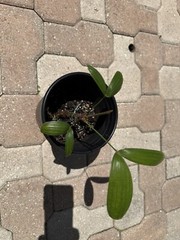 Rhapis Gracilis. Tropical Houseplant. Easy Care. Very Rare.