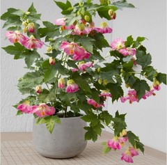 Pink Abutilon Flowering Maple SMALL ROOTED STARTER Plant