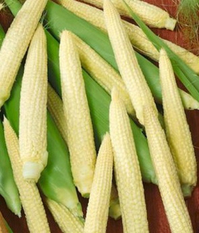 Japanese Hulless Corn Seed 10 SEEDS NON-GMO BUY 4 ITEMS FREE SHIPPING