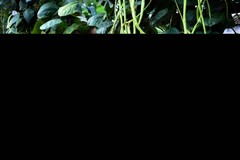 30 YARD LONG BEAN Asparagus Bean Cowpea Phaseolus Vulgaris Vegetable Seeds