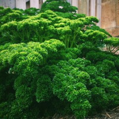 Triple Curled Parsley Seeds | Non-GMO | Herb Seeds | Free Shipping | 1134