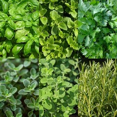Italian Herb Seeds Kit, Basil Oregano Parsley Thyme Rosemary Marjoram, Non-GMO