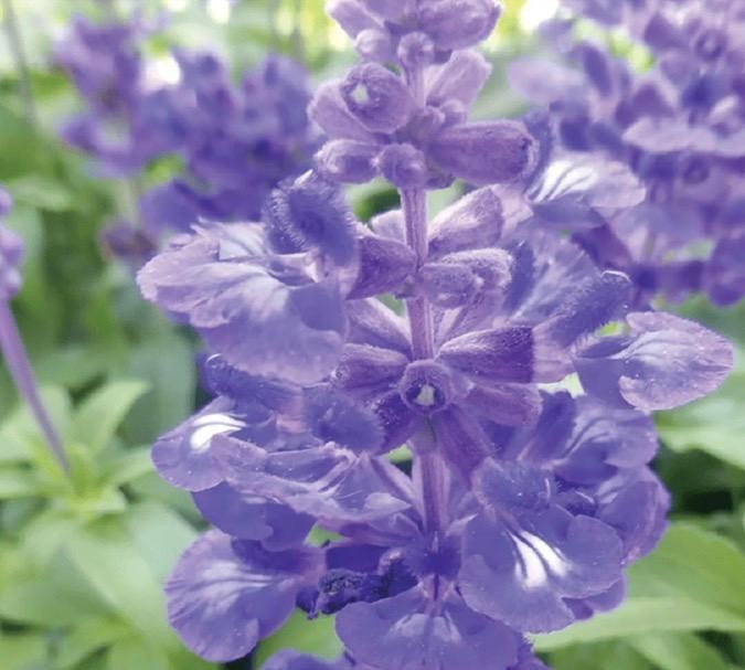 Salvia Blue Bedder plant 6-8″ in pot