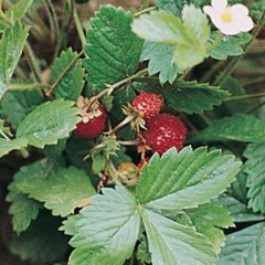 50++ Strawberry Seeds (Alexandria) – Great Heirloom Fruit Vegetable Seeds USA