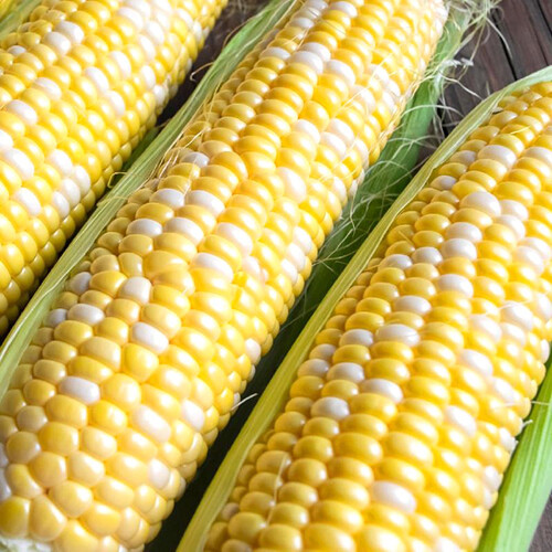 Ambrosia (F1 Hybrid) Corn Seeds | Bicolor Sweet | Non-GMO | Free Shipping | 1109