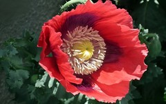 1,000 Turkish Red Poppy Seeds – P. Somniferum – Giant Scarlet Red Blooms