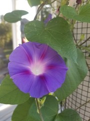 Morning Glory Seeds, Vining Purple Ipomoea Purpurea – Organically Grown