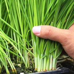 500 Garlic Chive Seeds for Planting – Heirloom, Non-GMO Chinese Chives