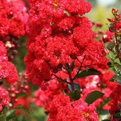 3 Red Crape Myrtle 12-18″ Tall Starter Shrub Bare Root