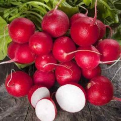 Cherry Belle Radish Seeds, NON-GMO, ORGANIC, HEIRLOOM – Free Shipping!