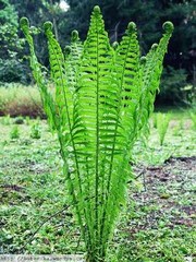 5 TN OSTRICH/GLADE FERN rhizome/root- (Matteuccia struthiopteris)