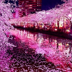 JAPANESE SAKURA CHERRY BLOSSOM TREE SEEDS (Prunus sargentii) Hardy Flower Plant