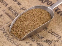 Organic Alfalfa Sprouting Seeds Certified (NON-GMO) – 1 lb.