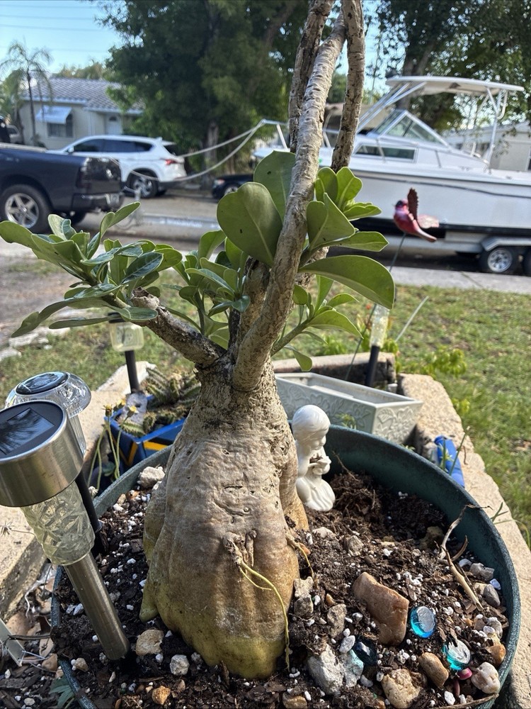 Very Large Caudex +10 Years Old Blooming Adenium Obesum Bonsai (ship bare root)