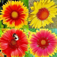 🌼 200+ BLANKET FLOWERS HUMMINGBIRD MIX SEEDS | PERENNIAL SUNFLOWER | AUTUMN