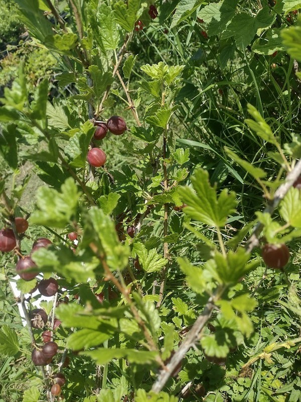 1 Hinnomaki Red gooseberry live rooted starter plant, edible Shrub zones 3-7. gallery