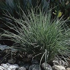 Pink Crystals Rhynchelytrums Ornamental Grass Annual Very Easy To Grows 25 Seeds