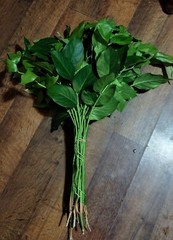 Fresh Salal 1.5 Lbs